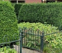 Taxus baccata - Venijnboom - 1