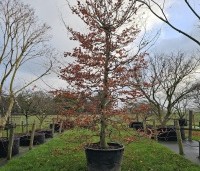 Fagus sylvatica - Groene beuk - 1