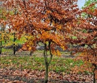 Fagus sylvatica - Groene beuk - 2