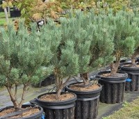 Pinus sylvestris 'Watereri' - Dwerg grove den 'Watereri' - 2