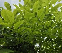 Maackia amurensis - Amur kurkboom - 3