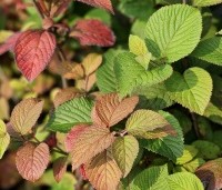 Viburnum plicatum 'Grandiflorum' - Japanse Sneeuwbal 'Grandiflorum' - 1