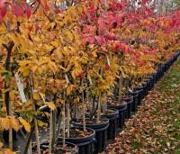 Parrotia persica 'Bella' - Perzisch IJzerhout - 1