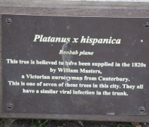 Platanus hispanica uit 1820 met stamvirus