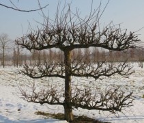 Malus domestica  (volwassen leiboom laagstam)