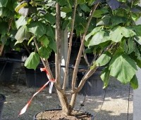 Catalpa erubescens 'Purpurea' - Purperkleurige trompetboom - 17