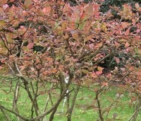 Vaccinium corymbosum 'Bluecrop' - Blauwe bes 'Bluecrop' - 3