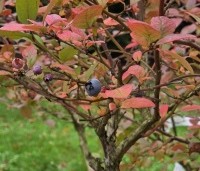 Vaccinium corymbosum 'Bluecrop' - Blauwe bes 'Bluecrop' - 2