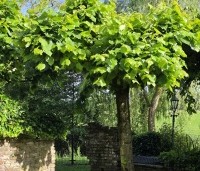 Tilia americana 'Nova' - Amerikaanse linde - 1