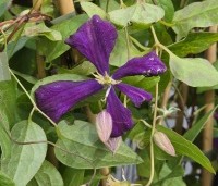 Clematis 'Etoile Violette' - Bosrank 'Etoile Violette' - 1