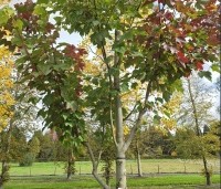 Acer rubrum 'Summer Red'  - Amerikaanse Esdoorn - 1