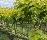 Catalpa bignonioides 'Aurea' - Gouden trompetboom - 5