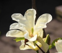 Magnolia Elizabeth