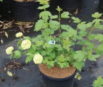 Viburnum Opulus 'Roseum'