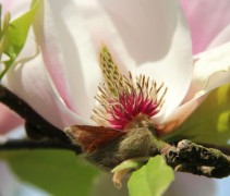 Magnolia soulangeana
