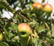 Malus domestica 'Gravensteiner'