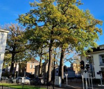 Quercus robur