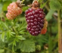 Rubus 'Loganberry' - Loganbes - 2