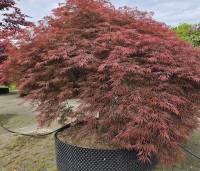 Acer palmatum 'Dragon Fire' - Japanse Esdoorn Dragon Fire - 5