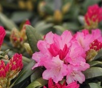 Rhododendron yakushimanum 'Polaris' - Rododendron    - 1