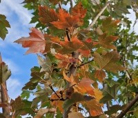 Acer rubrum 'Brandywine' - Acer rubrum 'Brandywine' - 3