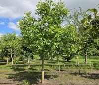 Juglans regia - Walnoot - 1
