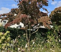 Cornus kousa 'China Girl' - Japanse grootbloemige kornoelje - 1
