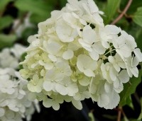 Hydrangea paniculata 'Phantom' - Pluimhortensia 'Phantom' - 3