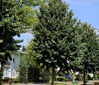 Tilia tomentosa 'Brabant' - Zilverlinde 'Brabant' - 3