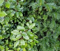 Elaeagnus ebbingei - Olijfwilg - 7