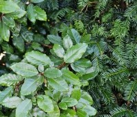 Elaeagnus ebbingei - Olijfwilg - 6