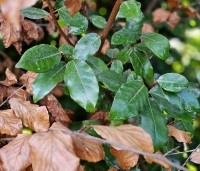 Elaeagnus ebbingei - Olijfwilg - 5