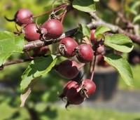 Malus Red Obelisk - Sierappel met donkerrode sierappels - 3