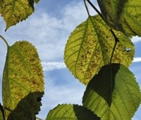 Morus rubra 'Wellington' - Moerbei, Wellington - herfst