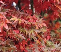 Acer palmatum 'Osakazuki' - Japanse Esdoorn 'Osakazuki' - 2