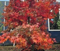 Acer palmatum 'Osakazuki' - Japanse Esdoorn 'Osakazuki' - 1