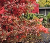 Acer palmatum 'Osakazuki' - Japanse Esdoorn 'Osakazuki' - 3
