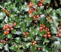 Ilex meserveae 'Blue Angel' - Blauwe hulst - 1