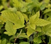 Physocarpus opulifolius 'Dart's Gold' - Blaasspiraea 'Dart's Gold' - 1