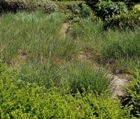 Pennisetum alopecuroides - Lampenpoetsersgras alopecuroides -  uitloop in mei