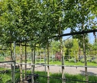 Amelanchier arborea 'Robin Hill' - Amerikaans krentenboompje - 1