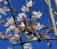 Amelanchier arborea 'Robin Hill' - Amerikaans krentenboompje - 3