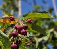 Amelanchier arborea 'Robin Hill' - Amerikaans krentenboompje - 2