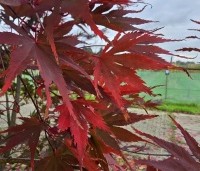 Acer palmatum 'Masu-kagami' - Japanse Esdoorn 'Masu-kagami' - 1