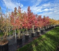 Liquidambar styraciflua - Amberboom - 2
