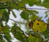 Populus tremula - Ratelpopulier - 1