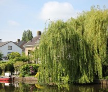 Salix sepulcralis