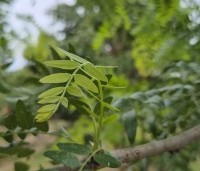 Gleditsia triacanthos 'Draves' - Valse Christusdoorn 'Draves' - 5
