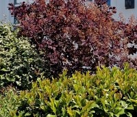 Cotinus coggygria 'Royal Purple' - Rode Pruikenboom - 2