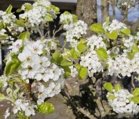 Pyrus calleryana 'Chanticleer' - Sierpeer - bloesem